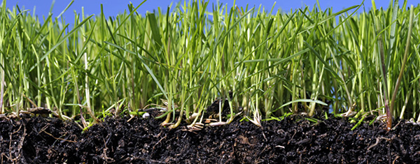 Lawncology® 14: Morganic Matter Than You’ve Ever Dreamed…