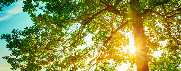 Lawncology® 10: Be Aware of Over Care