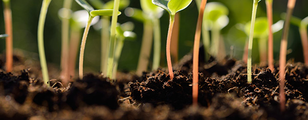 Lawncology® 16: The Wizard of O2