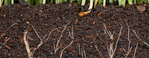 Lawncology® 18: Varied, Very Varied