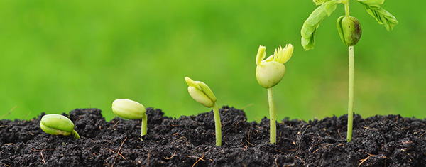 Lawncology® 11: The Power of the Plan