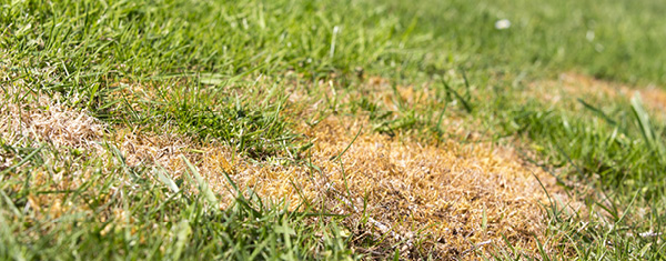 Lawncology® 8: Technically it’s Technician Disease