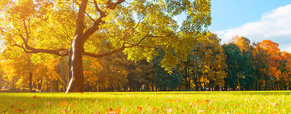 Lawncology® 23: What Goes Up, Should Stay Down