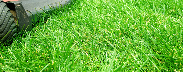 Lawncology® 7: Phosphorus! Phosphorus! Where is the Phos For Us?!
