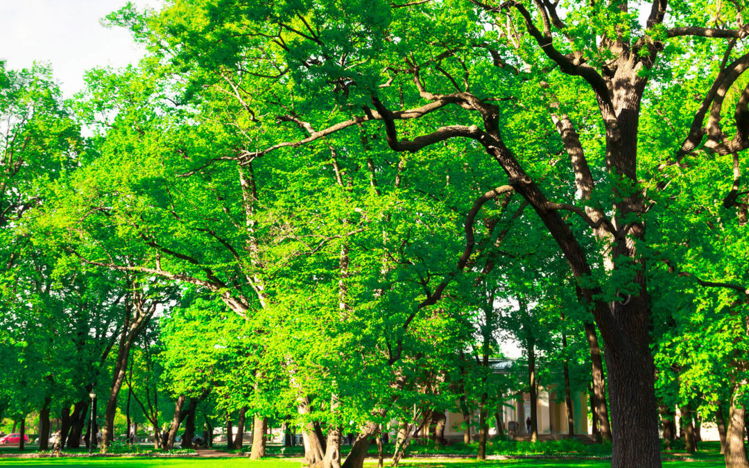 Lawncology® 28: Understanding Tree Nutrition