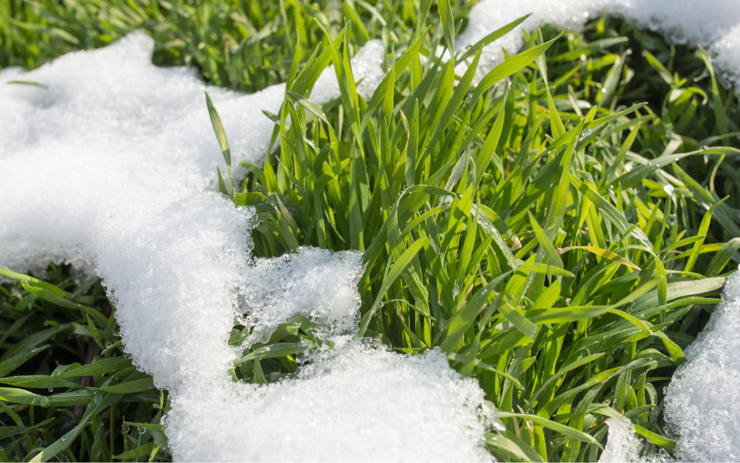 Lawncology® 32: The Beauty of Cold Winters