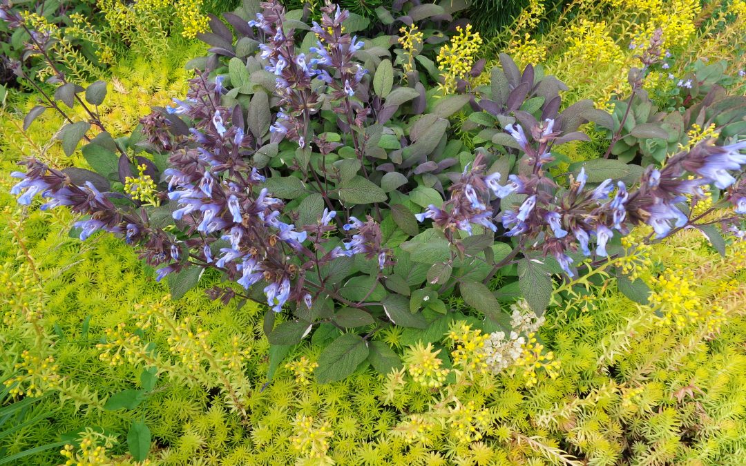 Lawncology® 36: Common Sense Methods