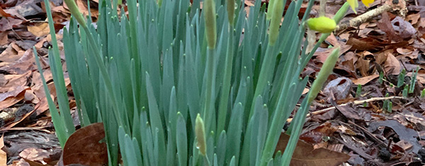 Lawncology® 37: Is Spring Arriving Early?